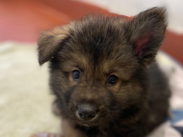 Luke is a nine-week-old German Shepherd Cross who came to the centre via an inspector with his brothers after their needs were not getting met. Luke is a lovely, cheeky, playful and friendly puppy who will grow up to be a large breed dog. He is looking for adopters who are at home most of the time while he is still so young.