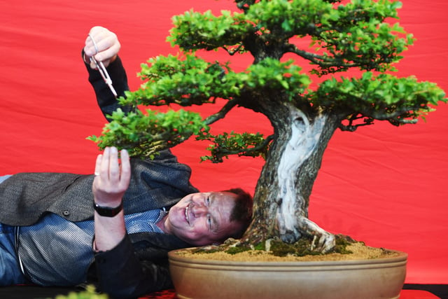 Richard Reah, from North of England Bonsai, putting the finishing touches to one of his trees on display at the show
