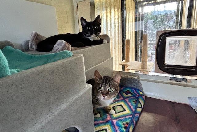 Bella (18-months-old) and Ripley (seven-years-old) are domestic short haired who came to the centre via an inspector after their needs were not getting met. They are sweet but shy cats who will need a nice quiet and understanding adopter who will help them to overcome their insecurities. They both rely on each other and have helped each other through some difficult times so they will be rehomed together. Bella and Ripley will just need a little time to settle in to a new environment and then they will make the most wonderful additions to the family.