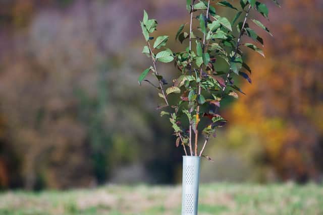 Tree planting at Make it Wild's Summerbridge site