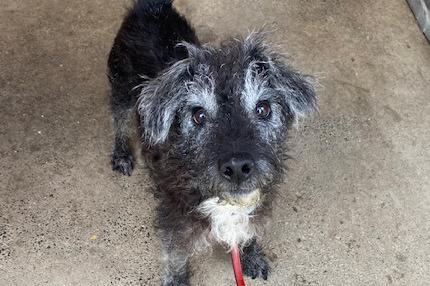 Bruce is a six-year-old Terrier cross who is a really sweet lad and a cheeky little character. Bruce absolutely loves going out on his walks and sniffing around, enjoying himself. He loves attention and loves saying hello to people he meets out and about.