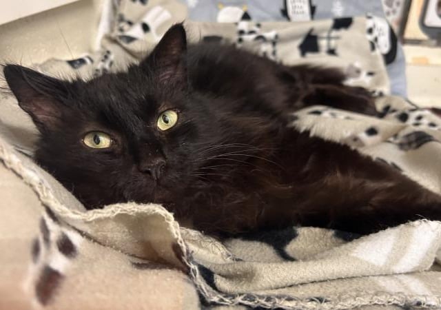 Judson is a four-year-old Domestic Longhair who is a sweet boy that came to the centre as an unclaimed stray. Sadly Judson was in a terrible state when he first arrived at the centre. He was emaciated, his coat was matted, and he was so withdrawn. However after lots of TLC and good food, Judson has made a steady recovery and is now ready to start his search for a forever home. Judson's life on the streets has left him a little untrusting with people when he firsts meets them, but he slowly comes round and once you have gained his trust he really is a very lovely boy. Judson has improved so much since he first arrived at the centre. He is now a happy, healthy and loving boy.