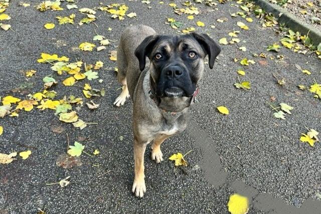 Jamie is a 15-month-old Large Crossbreed who came to the centre after her previous owner tied her to the gates one morning. Jamie is a shy girl when meeting new people but once she knows you, she is a really lovely and sweet natured girl. Jamie just needs stability and someone she can trust. She really is a fantastic dog who has overcome so much in her short life and she has so much potential and so much to offer.