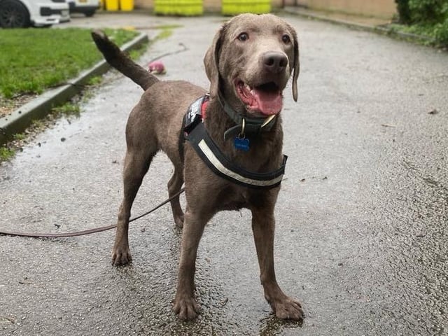 Milo is a 13-month-old Labrador Cross who came to the centre as his previous owner could not manage him. Milo is a super friendly chap but can be a little boisterous when he gets over excited. He had not had much basic training before he came to the centre but he is clever and eager to learn. Milo is an extremely active dog and will need a family who will take him on long and exciting adventures. He is a happy boy who lives life to the max and will make a super addition to the family.