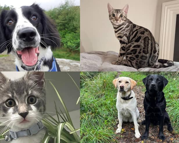 We take a look at 35 photos of your wonderful pets to celebrate National Love Your Pet Day sent in by Harrogate Advertiser readers