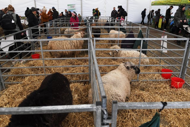 Different breeds of sheep in the rare breeds marquee