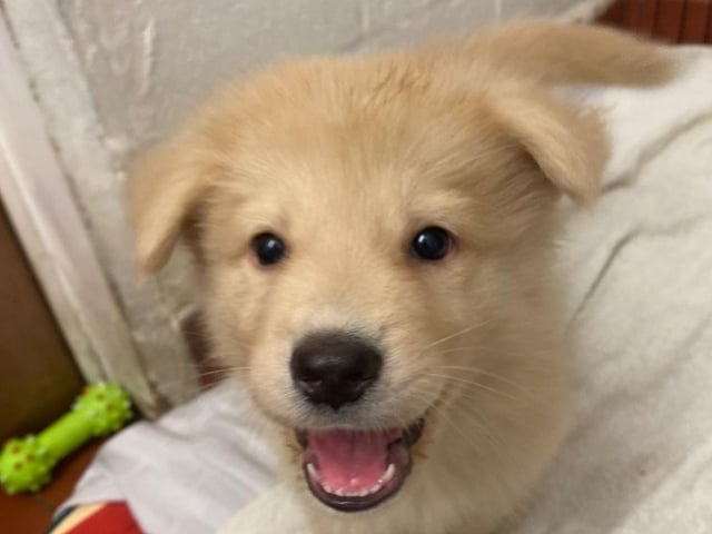 Morgan is a nine-week-old German Shepherd Cross who came to the centre via an inspector with his brothers after their needs were not getting met. Morgan is a lovely, cheeky, playful and friendly puppy who will grow up to be a large breed dog. He is looking for adopters who are at home most of the time while he is still so young.