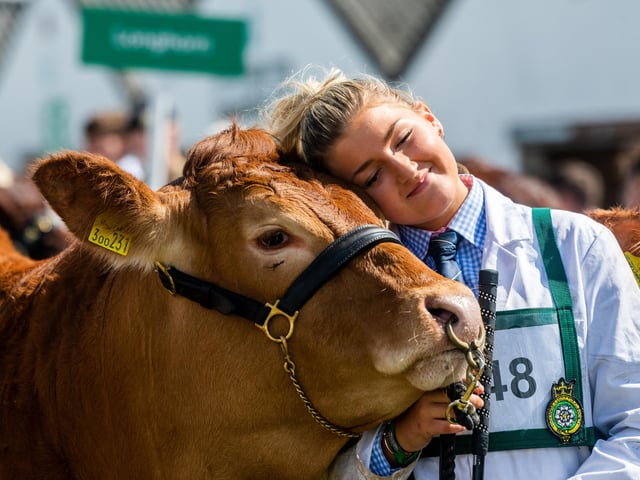 Amy Vance with her British Limousin during the Class 130 of the Interbreed Junior Beef Group Championships