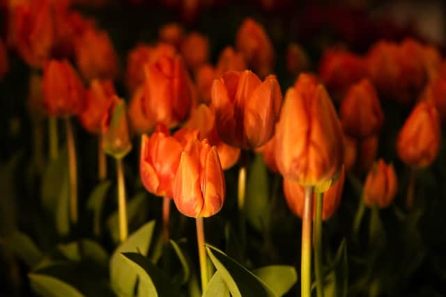 Birchfield Tulip Festival will take place in April (Photo by Ian Forsyth/Getty Images)