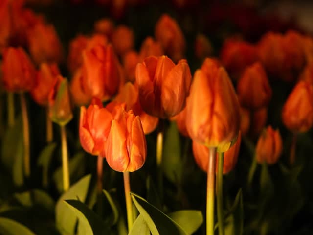 Birchfield Tulip Festival will take place in April (Photo by Ian Forsyth/Getty Images)