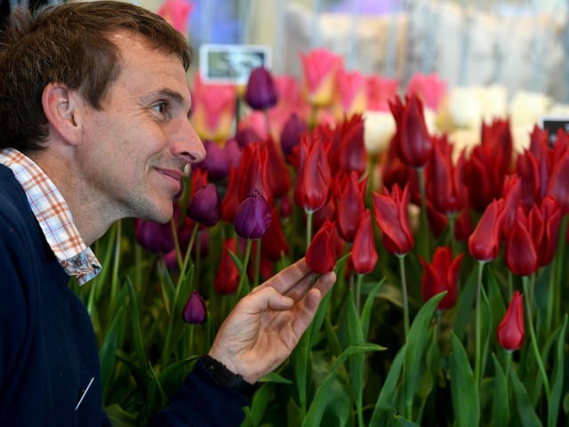 Matthew Smith of Brighter Blooms making sure that his tulips are looking show-ready