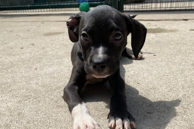 Iris is a ten-week-old Bully Crossbreed who came to the centre via an inspector after she was found with her brothers and sisters living in terrible and unsuitable conditions. Iris is very resilient and is now looking to a future filled with lots of love and many adventures with her new family.