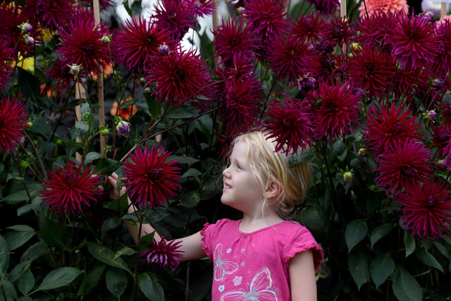 Anna Partington (aged four) enjoying the stunning flowers on display in the Valley Gardens