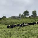 Cattle grazing at Brimham Rocks.