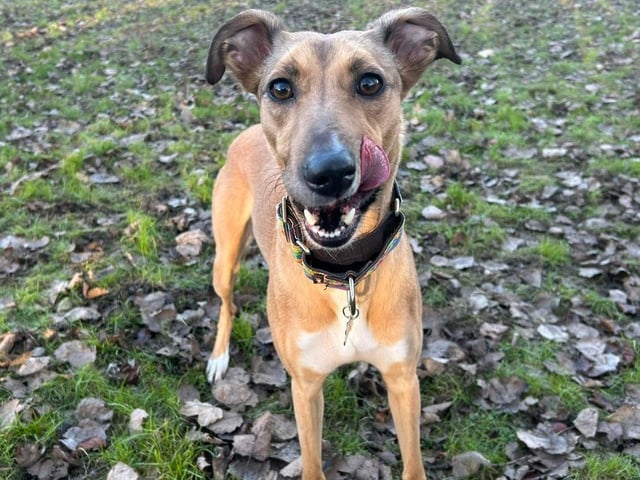 Macey is a two-year-old Lurcher who is a sweet girl that came to the centre via the local stray dog service after being found abandoned. Macey is an active and playful girl who loves to be out and about and investigating new things. Macey will need patient adopters who will help her settle in to a home environment as she may never have lived in a home and part of a family before. She is a lovely natured dog who just wants that chance to snuggle on the sofa with a family who will love her as much as she loves them.