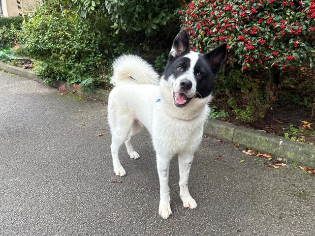 Fargo is a 13-month-old Husky German Shepherd cross, a lovely young, lively and happy dog. He is a typical young lad with lots of energy to burn and he loves to live life to the max. Fargo will make a wonderful, loyal and faithful best friend to the family who adopt him.
