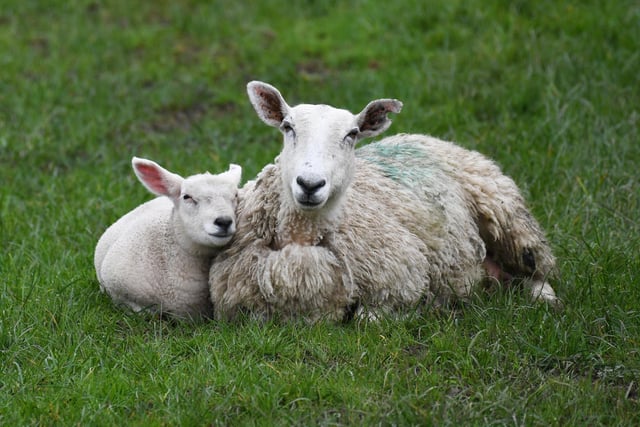 A lamb snuggled up to its mother in the spring sunshine in a field just outside the village of Summerbridge in Harrogate