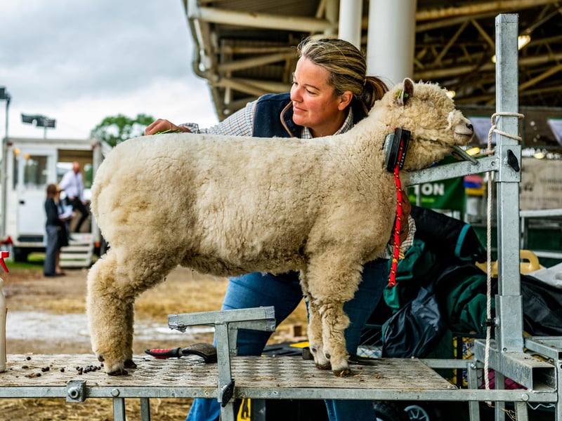 Janna Falshaw preparing her Ryeland sheep ready for judging on the second day of competition at the show