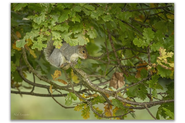 Pictured: A grey squirrel nestled up a nearby tree.