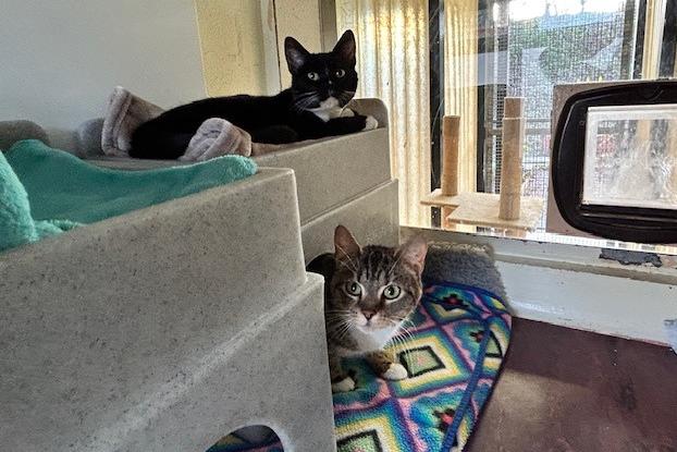 Bella (18-month-old) and Ripley (seven-year-old) are domestic short haired who came to the centre via an inspector after their needs were not getting met. They are sweet but shy cats who will need a nice quiet and understanding adopter who will help them to overcome their insecurities. They both rely on each other and have helped each other through some difficult times so they will be rehomed together. Bella and Ripley will just need a little time to settle in to a new environment and then they will make the most wonderful additions to the family.