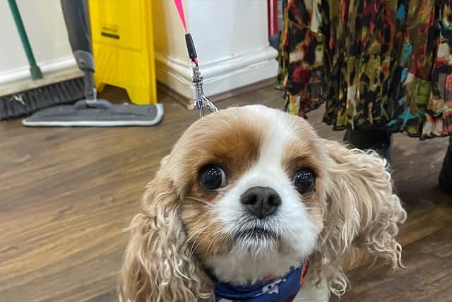 The Dogs Bakery & Cafe in Harrogate is offering the public the chance to win a Halloween Doggie Bandana in the Howloween Pooch competition, as worn by this cute pet.