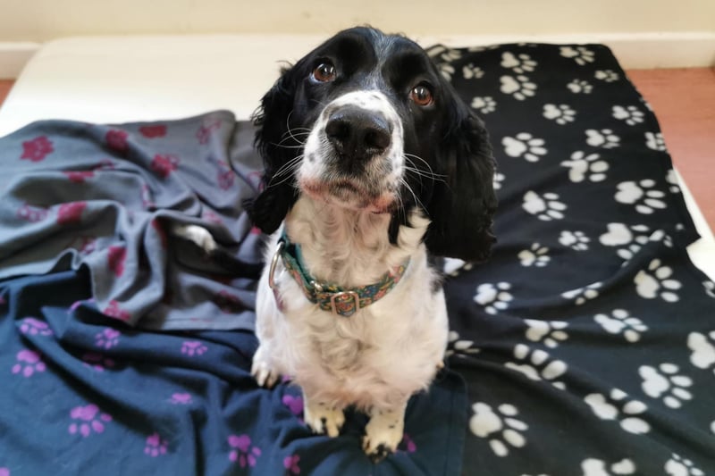 Daisy is a five-year-old Spaniel who came to the centre via an inspector after her needs were not getting met. She was ever so nervous and completely overwhelmed when she first arrived at the centre as she had never been walked on a collar and lead and was scared of everyone and everything. Staff have worked hard and patiently with building her confidence and she is slowly getting used to the outside world. Daisy will need adopters who are patient with her and help her overcome her insecurities.