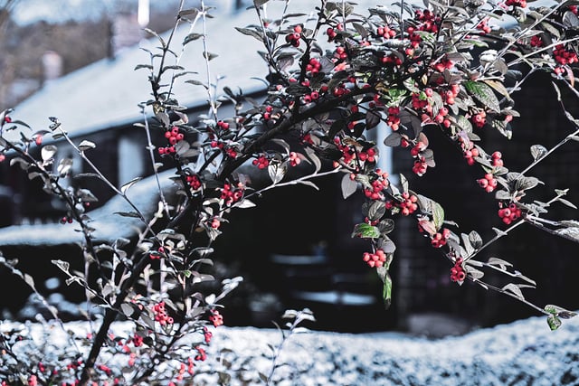 The snow settled in gardens while the season's red berries were looking particularly festive.