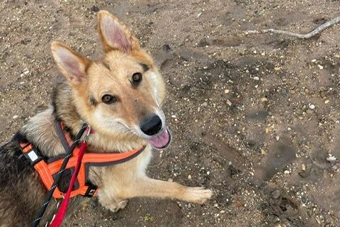 Suki is a three-year-old German Shepherd Cross who is a fantastic dog that came to the centre via an inspector along with her eleven puppies. Suki is now ready to find her very own loving family who will love and cherish her for the rest of her life. She is a very active girl who absolutely loves being out and about enjoying her new found freedom. She can now look forward to going on lots of adventures, feeling the sand beneath her feet and sun on her fur. Suki really will make a very loving and loyal best friend.