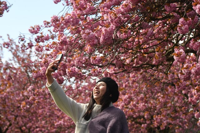 A visitor to the Stray taking a selfie amongst the cherry blossom trees in the spring sunshine