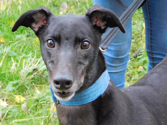 Domino is a six-year-old Greyhound who is a really sweet and friendly boy and is ready to start his search for a forever home. Domino has a great character and everyday the staff at the centre are seeing more and more of it shining through. He absolutely loves his walks and loves investigating new things. Domino is cheeky, loving and affectionate and has so much love to offer his new family.