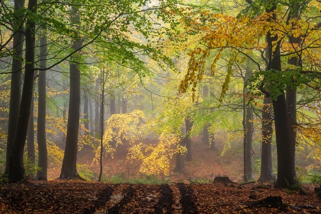 The shorter days are a sign to trees to begin to prepare for winter.