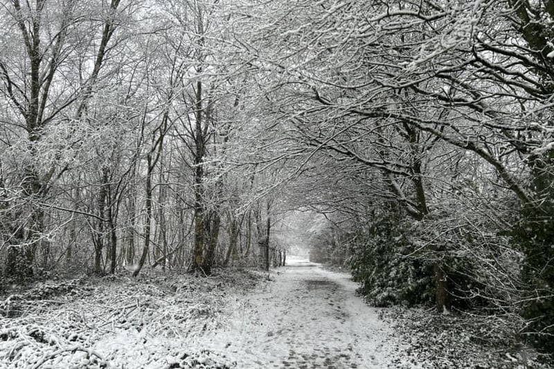 The trees looking beautiful covered in a dusting of snow