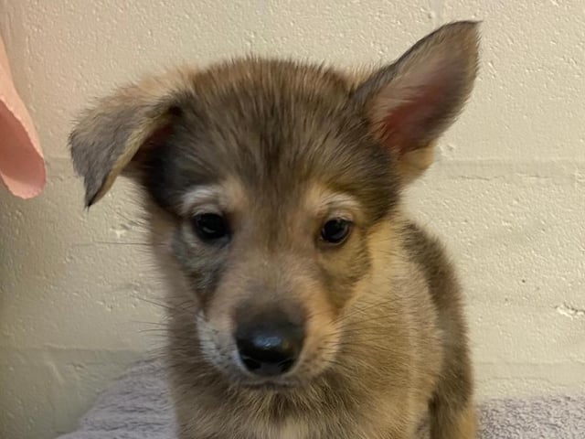 Taylor is a nine-week-old German Shepherd Cross who came to the centre via an inspector with her sisters after their needs were not getting met. Taylor is a lovely, cheeky, playful and friendly puppy who will grow up to be a large breed dog. She is looking for adopters who are at home most of the time while she is still so young.