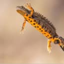 A plan has been submitted to create two new ponds in Nidderdale to boost habitats for Great Crested Newts