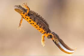 A plan has been submitted to create two new ponds in Nidderdale to boost habitats for Great Crested Newts