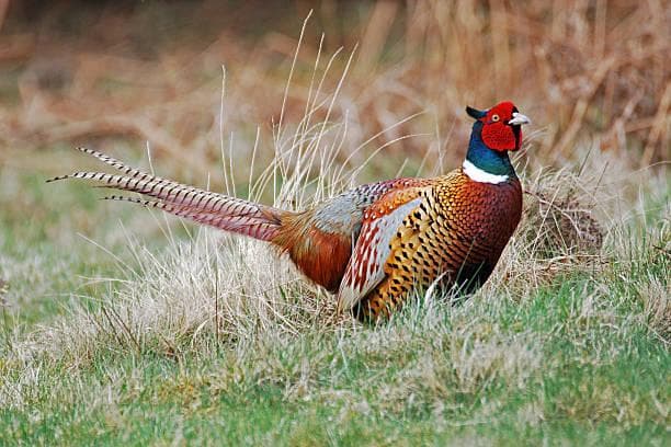 Firefighters from Harrogate, Knaresborough and Ripon tackle fire which kills 70 pheasants 