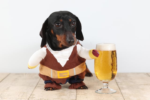 Pictured: A Dachshund dressed in traditional costume holding a pint of beer.