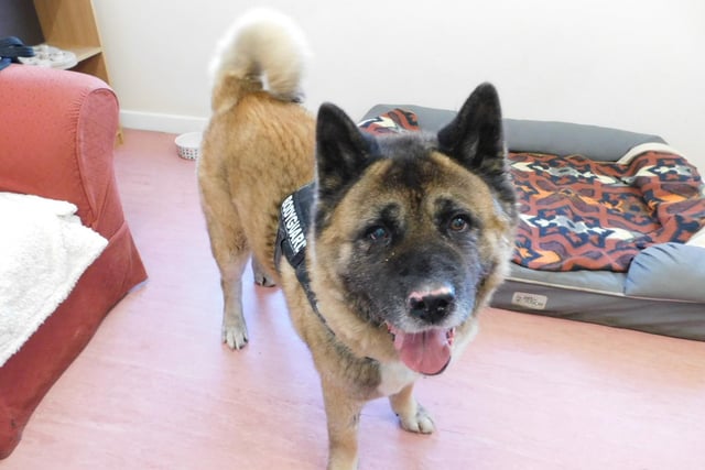 Zuke is a five-year-old Akita who came to the centre after his previous owner could no longer look after him. He is a great lad who likes his fuss and attention but can also be quite an independent dog who likes his own space. Zuke will need a quite home where he will get plenty of down time and although he enjoys his walks, he also loves snoozing the days away. He will be best suited to adopters who have owned Akitas before.