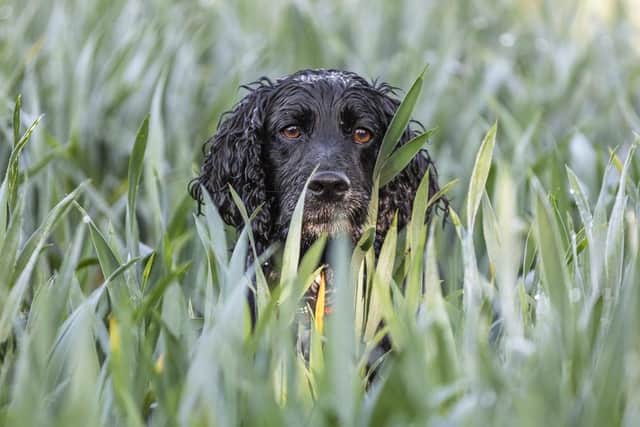 Suzanne Craigie Photography: Portrait of Murphy, a Cocker Spaniel.
