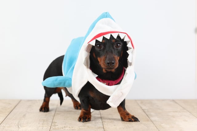 Pictured: A Dachshund dressed in terrifying shark costume.
