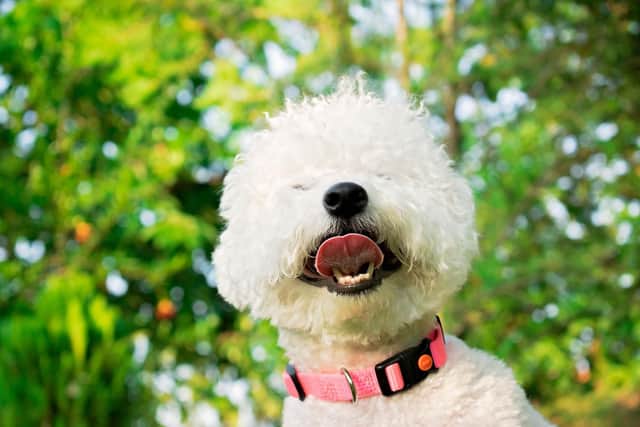 Similar to the Maltese, the Bichon Frise enjoys variety when it comes to food - but the fact they are prone to allergies means caution should be exercised. New dog owners should remember that a pet occasionally refusing food is nothing to worry about, as long as they don't seem to suffering discomfort that is preventing them from chowing down.