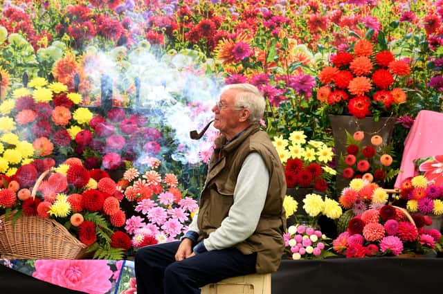 Geoff Gardener, Chairman of the Northern Committee of the National Dahlia Society, takes a break with his pipe