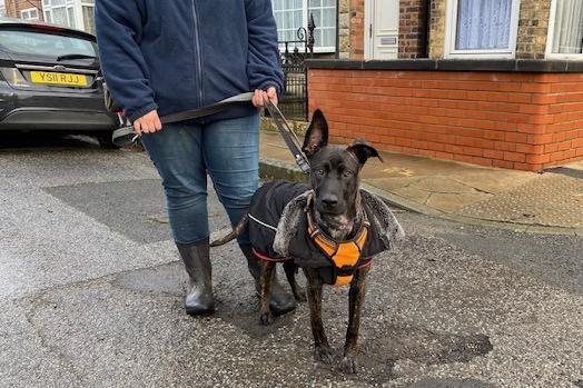 Star is a seven-month-old Crossbreed who is a sweet girl and came to the centre as her previous owner could no longer manage her needs. She is quite nervous when meeting new people and dogs but after some time and patience with her, she is a very friendly girl who loves lots of attention. Star is an active dog who loves to be out and about enjoying her freedom and she would love her new adopters to be active like her and take her out on lots of exciting adventures.