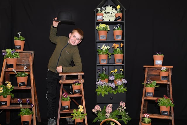 Harry Botha (aged 12) won a silver award for his Primula and Auricula display