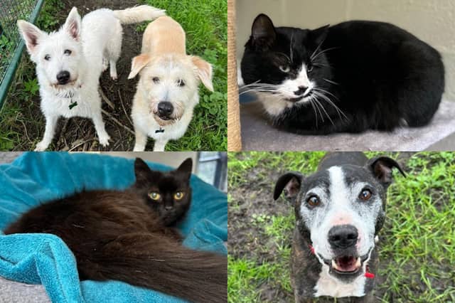 We take a look at 17 dogs and cats available for adoption and looking for their forever home at the RSPCA York, Harrogate and District branch
