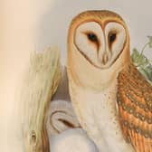 John Gould, The Birds of Great Britain – estimate: £25,000-35,000