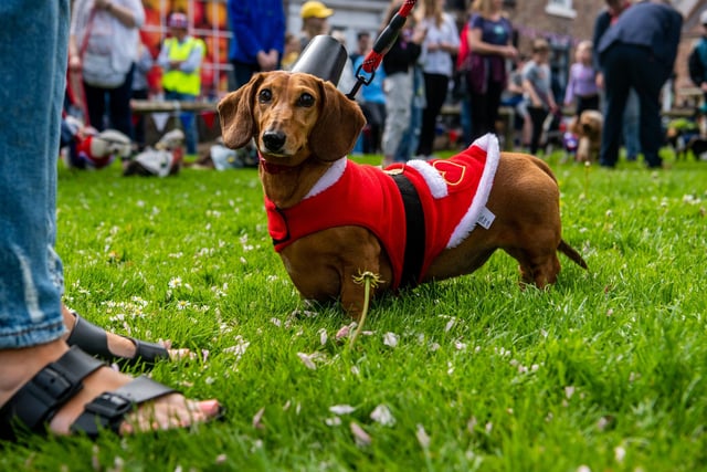 Boris, a Dachshund, dressed as a Kings Guard, one of the competitors in the Easingwold Coronation Dog Show.