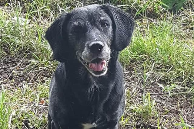North Yorkshire Police is paying tribute to retired police dog Teal who has sadly passed away