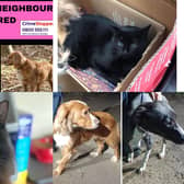 Take a moment to look at these family pets still missing from their homes in Ripon and Nidderdale.
