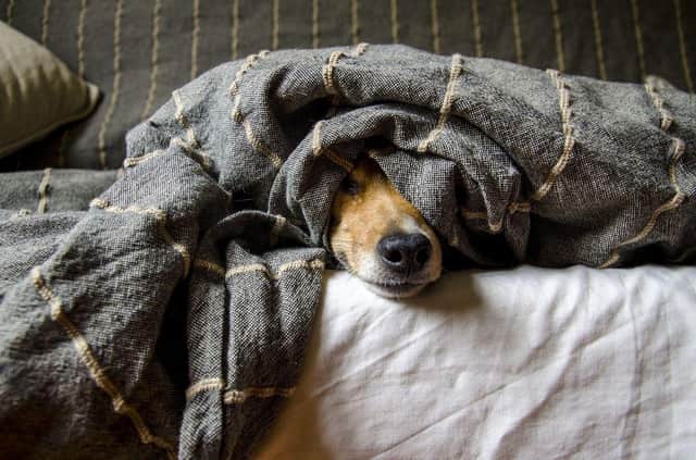 Dog snuggling under blanket
